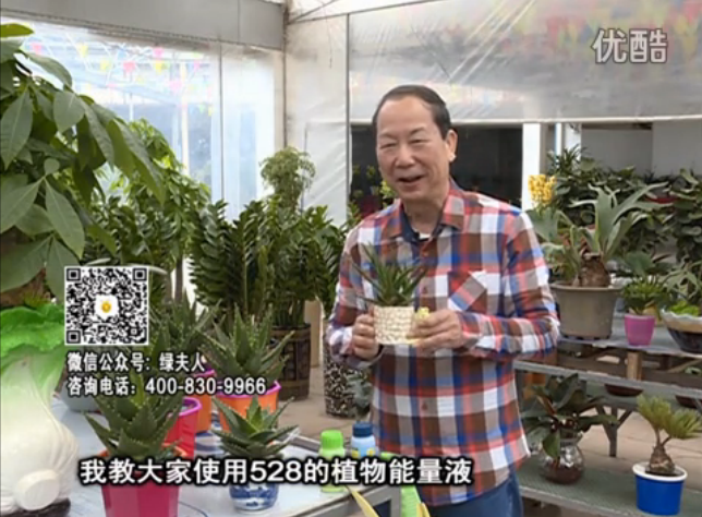 20160425珠江臺搖錢(qián)樹(shù)：室內綠植用綠夫人營(yíng)養液，補充營(yíng)養健康又環(huán)保