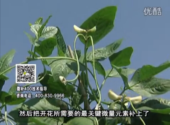 20160502珠江臺搖錢(qián)樹(shù)：雨水天多蔬菜香蕉長(cháng)勢差沒(méi)產(chǎn)量？撒微補倍力促根壯長(cháng)勢