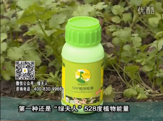 20160502珠江臺搖錢(qián)樹(shù)：家庭小院種蔬菜，用綠夫人營(yíng)養液長(cháng)勢好