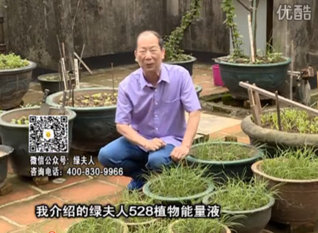 20160509珠江臺搖錢(qián)樹(shù)：天臺種葉菜用綠夫人營(yíng)養液，抗病好、長(cháng)勢綠