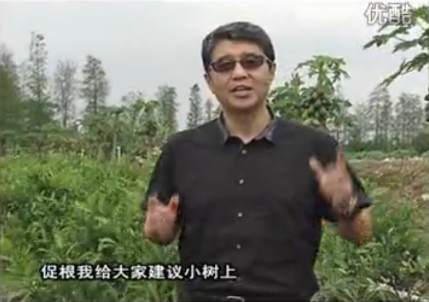 20160509珠江臺搖錢(qián)樹(shù)：柑橘淋微補根力鈣+精力，噴微補葉面肥，保樹(shù)分果好