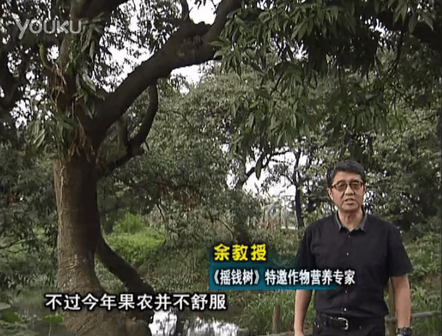 20160523珠江臺搖錢(qián)樹(shù)：荔枝龍眼用微補方案，膨果好、果硬有品質(zhì)，保樹(shù)綠