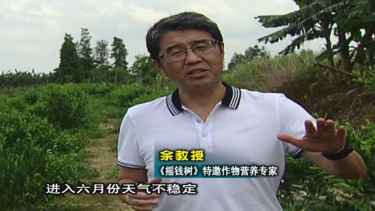 20160613珠江臺搖錢(qián)樹(shù)：柑橘?lài)娢⒀a蓋力、淋根力鈣，補鈣減少裂果、太陽(yáng)果、果更硬
