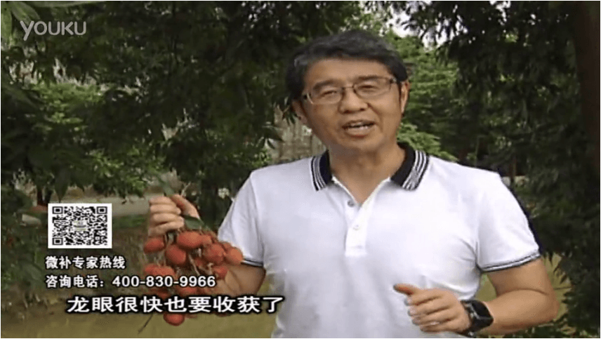 20160627珠江臺搖錢(qián)樹(shù)：荔枝轉色葉噴微補紅果力+蓋力，補充磷鉀鈣，著(zhù)色增甜果硬