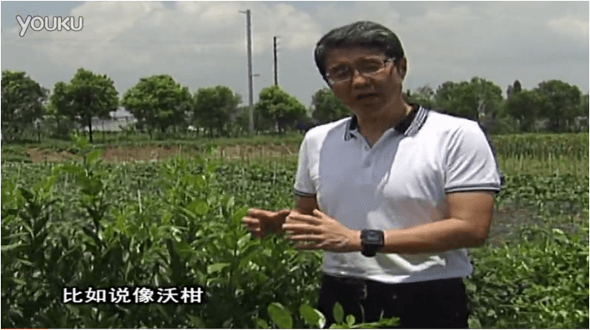 20160627珠江臺搖錢(qián)樹(shù)：柑橘減少黃葉花葉，淋微補根力鈣+沖力鎂、噴微補碧力