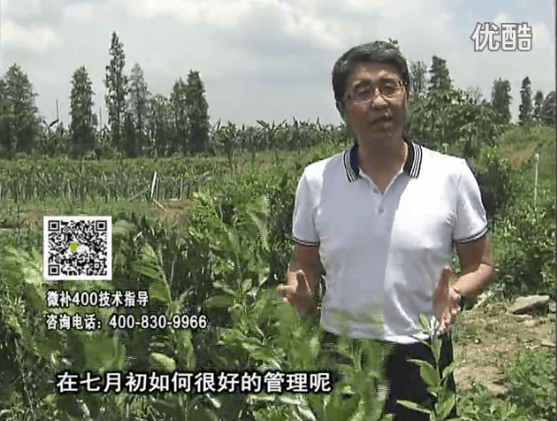 20160704珠江臺搖錢(qián)樹(shù)：柑橘淋微補根力鈣+沖力鎂+全力，秋梢整齊健壯、梢果同長(cháng)