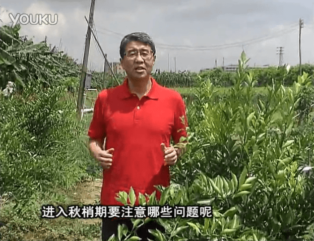 20160711珠江臺搖錢(qián)樹(shù)：預防柑橘秋梢發(fā)黃、不轉綠，用微補秋梢肥方案
