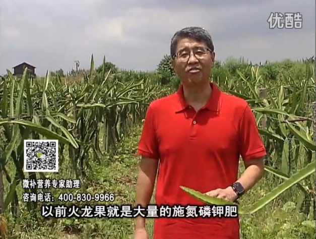 20160711珠江臺搖錢(qián)樹(shù)：火龍果用微補方案，開(kāi)花坐果好，果實(shí)膨大品質(zhì)高