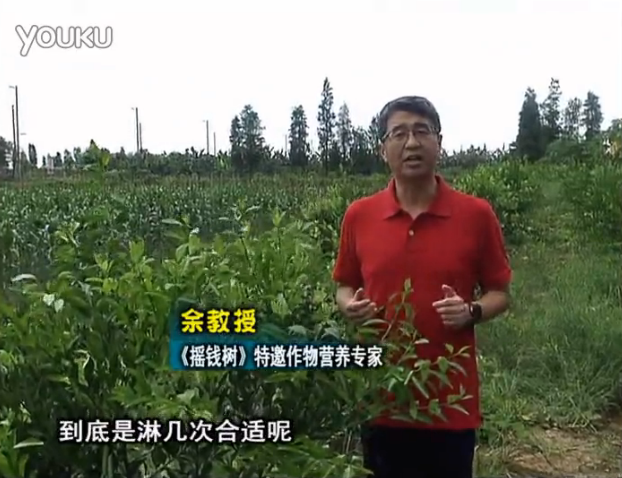 20160718珠江臺搖錢(qián)樹(shù)：柑橘放新梢怎么淋水肥好？2次微補秋梢整齊健壯