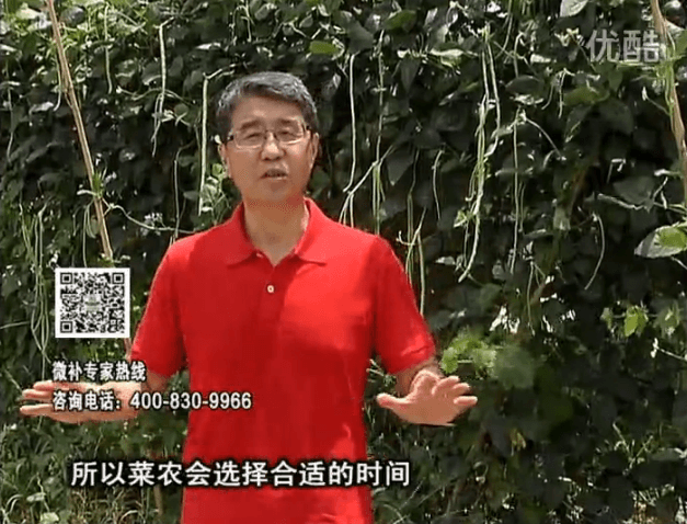 20160718珠江臺搖錢(qián)樹(shù)：瓜果蔬菜用微補水肥方案，結果多、有產(chǎn)量