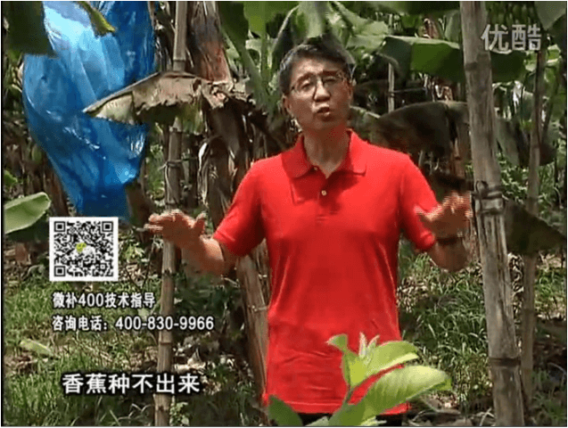 20160725珠江臺搖錢(qián)樹(shù)：香蕉用微補方案，調酸防黃化、膨果壯蕉好