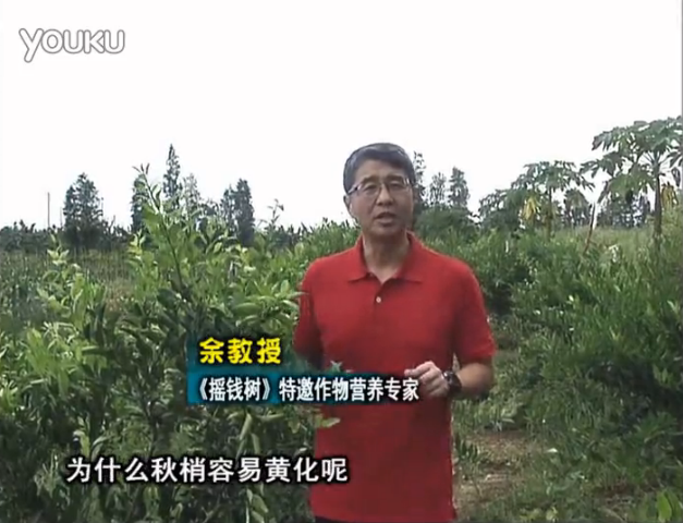 20160725珠江臺搖錢(qián)樹(shù)：柑橘淋微補調力，調酸預防秋梢黃化、促進(jìn)果實(shí)膨大