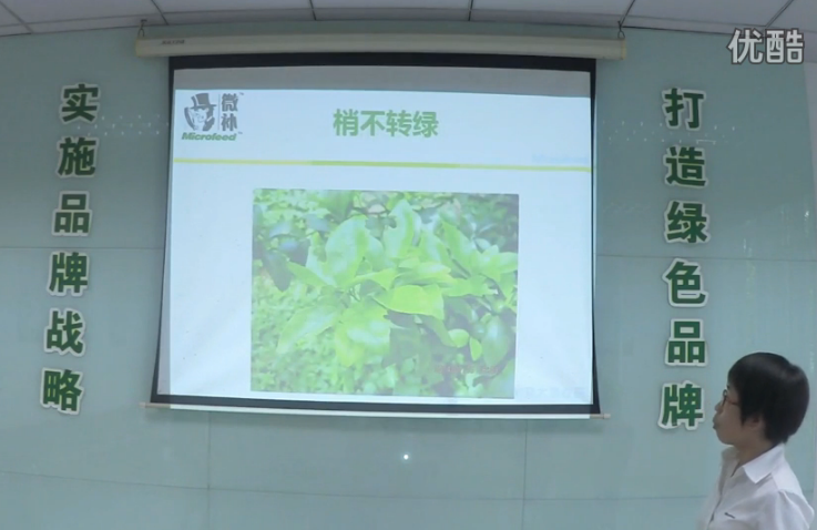 柑橘-預防秋梢黃、梢不出，如何放梢保樹(shù)好？微補講座
