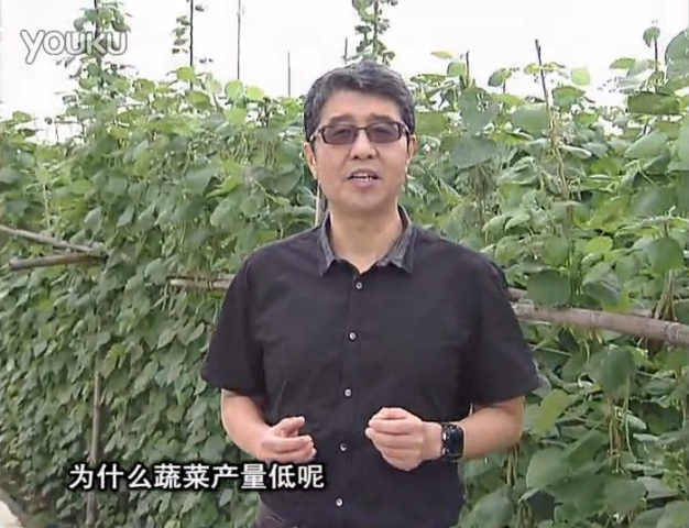 20160502珠江臺搖錢(qián)樹(shù)：雨水天多蔬菜漚根沒(méi)產(chǎn)怎么辦？撒微補倍力，噴花力+果力，提高坐果產(chǎn)量