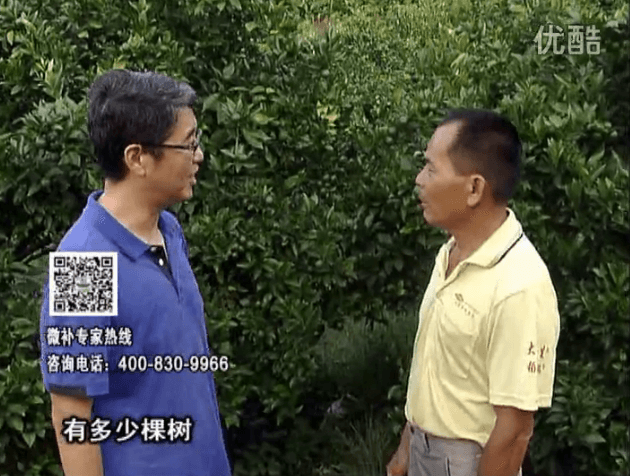 20160801珠江臺搖錢(qián)樹(shù)：柑橘連續7年用微補方案，保樹(shù)青綠每年增產(chǎn)30%