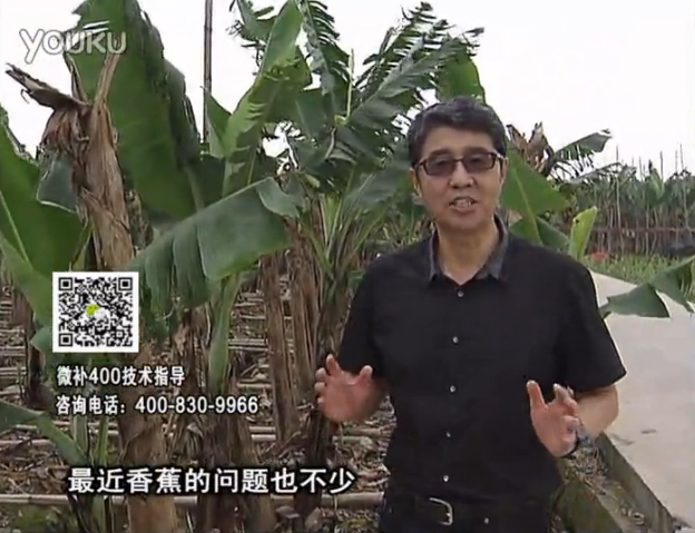 20160502珠江臺搖錢(qián)樹(shù)：香蕉撒微補倍力、噴果力+碧力，促根保葉、長(cháng)勢快