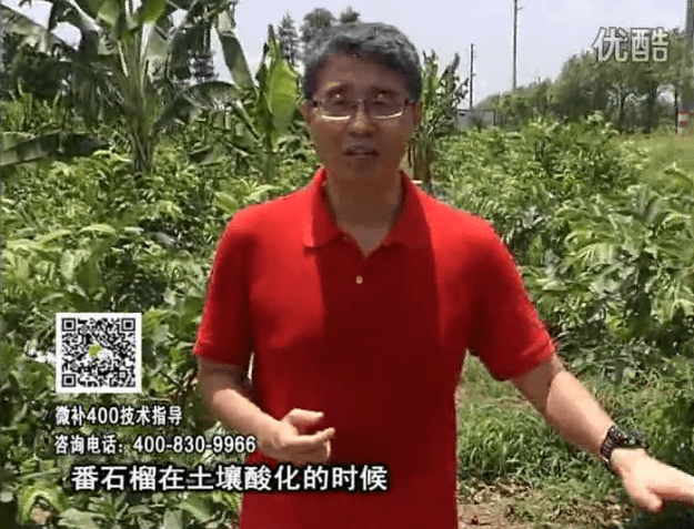 20160808珠江臺搖錢(qián)樹(shù)：番石榴用微補方案，保葉膨果、增產(chǎn)品質(zhì)高