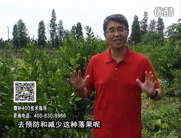 20160808珠江臺搖錢(qián)樹(shù)：柑橘?lài)娢⒀a碧力+壯力或蓋力，預防減少缺鎂落果，果硬膨大好