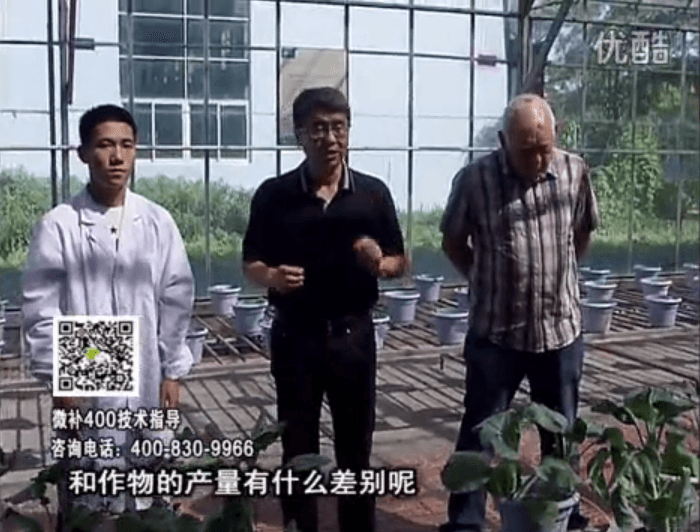 20160829珠江臺搖錢(qián)樹(shù)：微補溫室實(shí)驗：大量元素水溶肥pk添加中微量元素的差距！