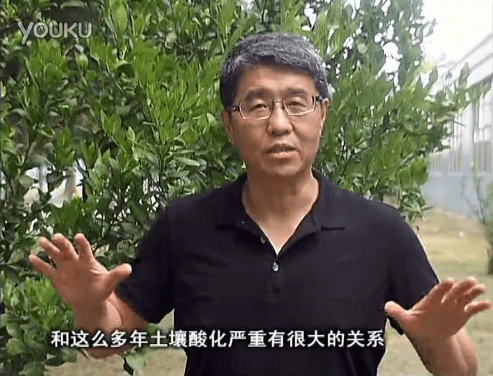 20160905珠江臺搖錢(qián)樹(shù)：柑橘秋風(fēng)一吹就黃，調酸淋沖微補調力是關(guān)鍵，同時(shí)保樹(shù)膨果