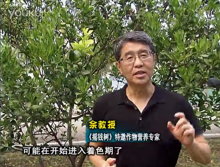 20160912珠江臺搖錢(qián)樹(shù)：柑橘用微補方案，果實(shí)著(zhù)色好，提前促花、預防落果