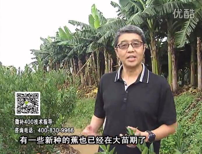 20160919珠江臺搖錢(qián)樹(shù)：香蕉淋微補根力鈣+沖力或撒倍力，噴果力+碧力，保葉膨蕉壯長(cháng)