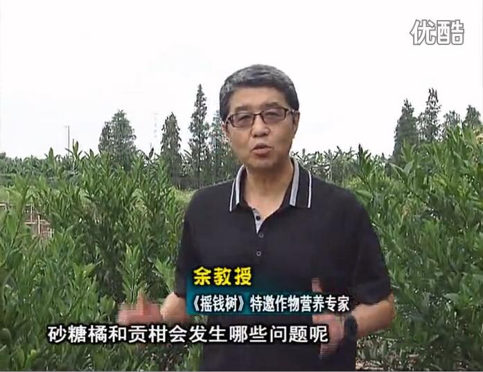 20160919珠江臺搖錢(qián)樹(shù)：柑橘用微補方案，減少秋梢落果裂果，保樹(shù)膨果好