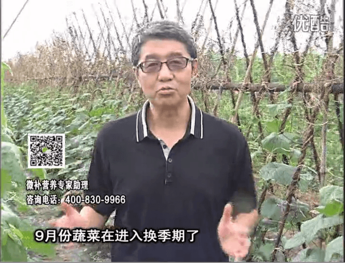 20160926珠江臺搖錢(qián)樹(shù)：換季蔬菜淋根力鈣精力促根壯長(cháng)，淋微補調力調酸減少病害