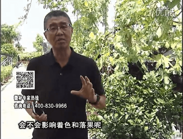 20161010珠江臺搖錢(qián)樹(shù)：柑橘葉噴微補花力+碧力，提前促花、減少梢葉黃