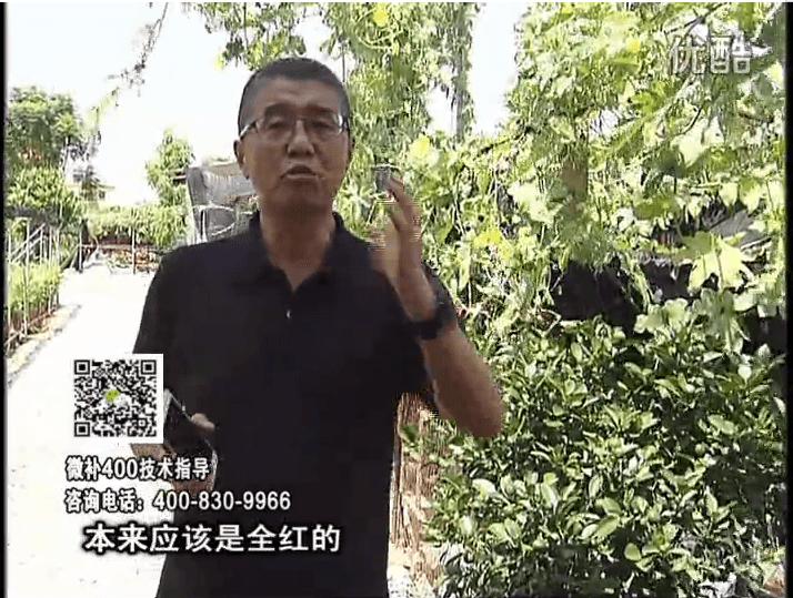 珠江臺搖錢(qián)樹(shù)：柑橘著(zhù)色葉噴紅果力，著(zhù)色均勻增甜增重