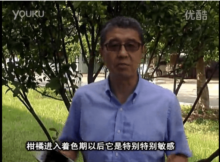 20161031珠江臺搖錢(qián)樹(shù)：柑橘?lài)娂t果力、蓋力 鈣足果硬、裂果霜凍少