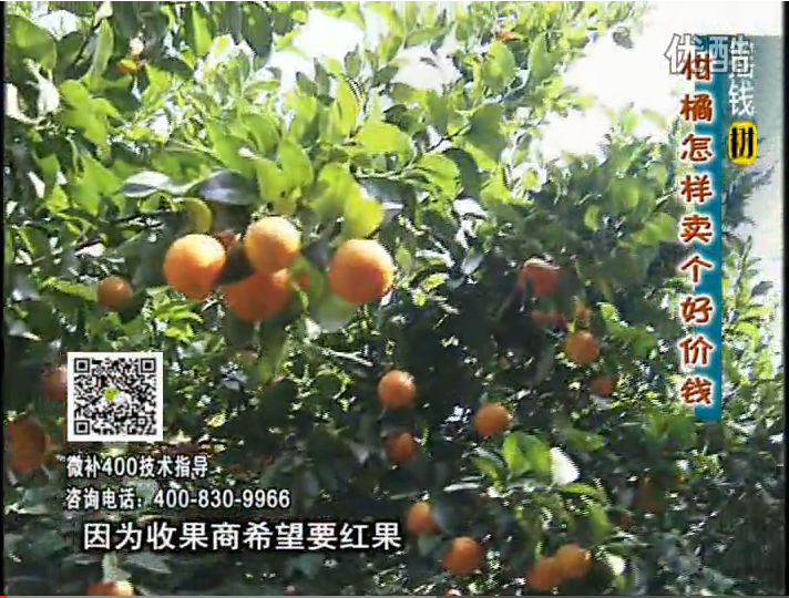 20161107珠江臺搖錢(qián)樹(shù)：柑橘?lài)娛┪⒀a紅果力、蓋力，增甜增重賣(mài)價(jià)高