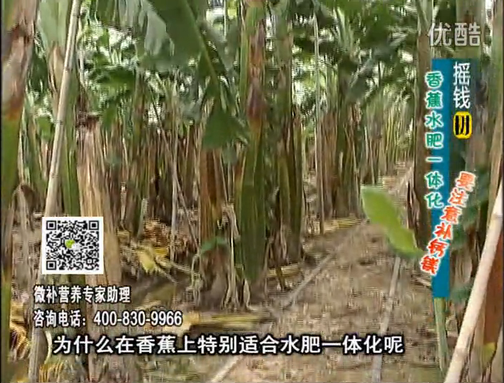 20161107珠江臺搖錢(qián)樹(shù)：香蕉水肥一體化，用微補方案科學(xué)施肥
