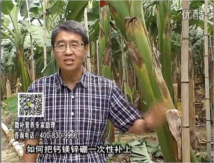 20161121珠江臺搖錢(qián)樹(shù)：香蕉撒施微補倍力，促根壯長(cháng)、預防黃葉、提高產(chǎn)量