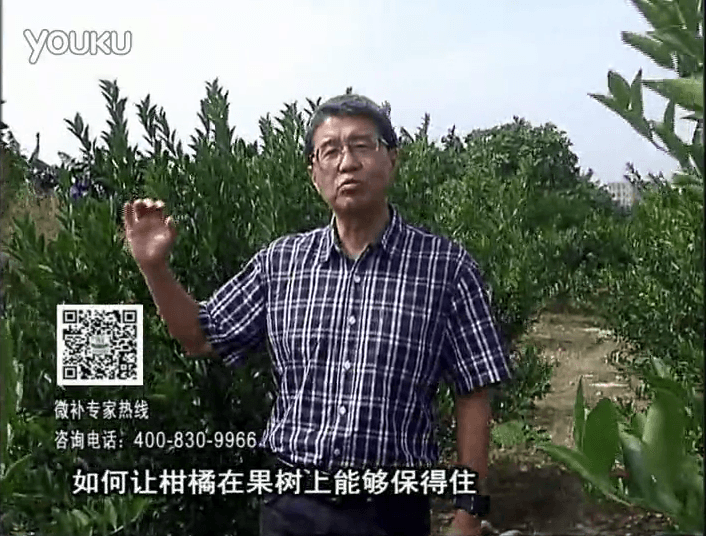 20161128珠江臺搖錢(qián)樹(shù)：柑橘?lài)娢⒀a蓋力、碧力，低溫抗凍，果掛得住，預防減少采前落果