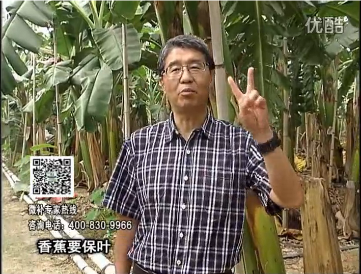 20161128珠江臺搖錢(qián)樹(shù)：香蕉用微補方案，預防減少黃葉、抽蕾膨蕉好