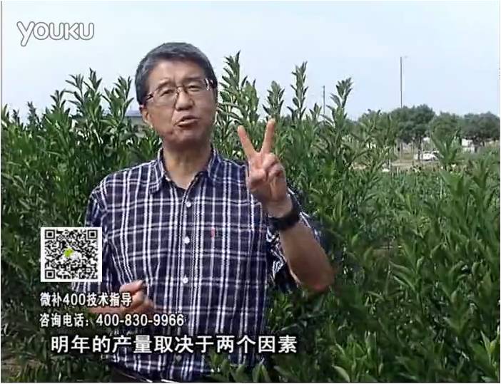 20161205珠江臺搖錢(qián)樹(shù)：柑橘?lài)娛┪⒀a花力+碧力、下因迪樂(lè )有機肥，促花恢復長(cháng)勢好