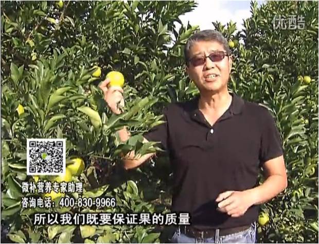 20161212珠江臺搖錢(qián)樹(shù)：紅江橙淋微補根力鈣+沖力，噴紅果力，樹(shù)勢壯，果品質(zhì)好