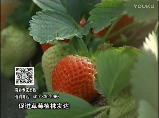 20161219珠江臺搖錢(qián)樹(shù)：草莓如何壯長(cháng)、果大品質(zhì)高？