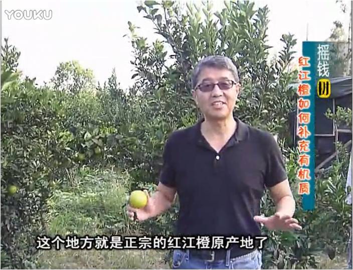 20161219珠江臺搖錢(qián)樹(shù)：紅江橙用微補方案，裂果少、樹(shù)勢好