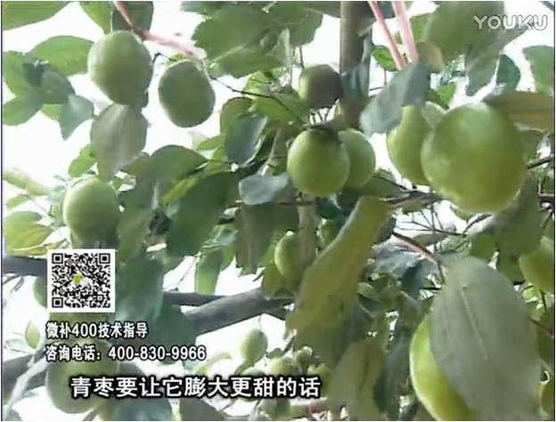 20161226珠江臺搖錢(qián)樹(shù)：青棗用微補方案，健壯長(cháng)勢，提高來(lái)花坐果