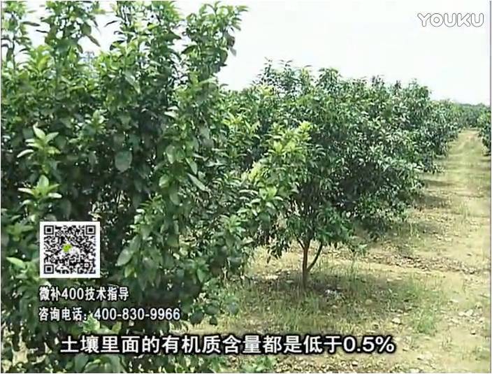 20161226珠江臺搖錢(qián)樹(shù)：柑橘?lài)娢⒀a蓋力防霜凍果、采后促花恢復樹(shù)勢撒微補倍力+有機肥