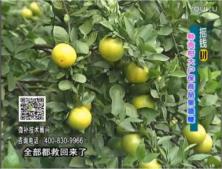 20170102珠江臺搖錢(qián)樹(shù)：柑橘?lài)娢⒀a蓋力防凍抗凍，采后冬肥下微補倍力+有機肥