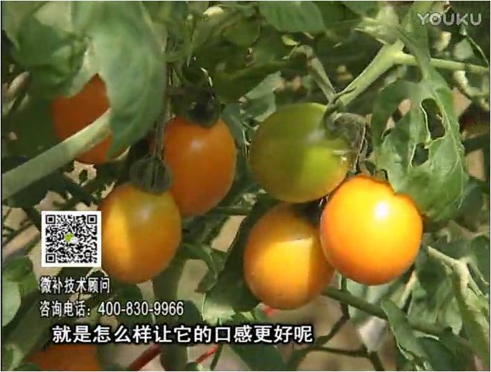 20170102珠江臺搖錢(qián)樹(shù)：番茄臍腐病、裂果、抗凍如何做？澆施微補根力鈣+精力，葉噴微補葉面肥
