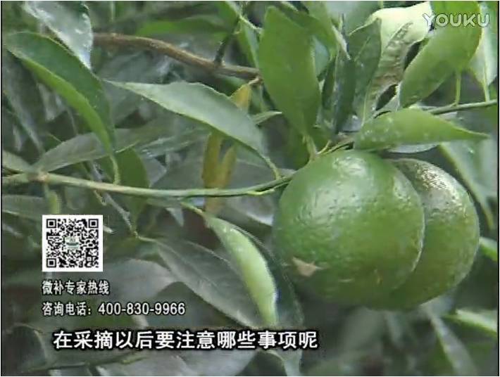 20170109珠江臺搖錢(qián)樹(shù)：新會(huì )柑用微補方案，保樹(shù)好，果品質(zhì)高，年年有收獲