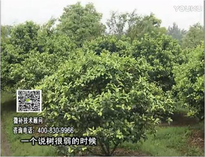 20170206珠江臺搖錢(qián)樹(shù)：柑橘用微補方案，壯樹(shù)促花壯花好
