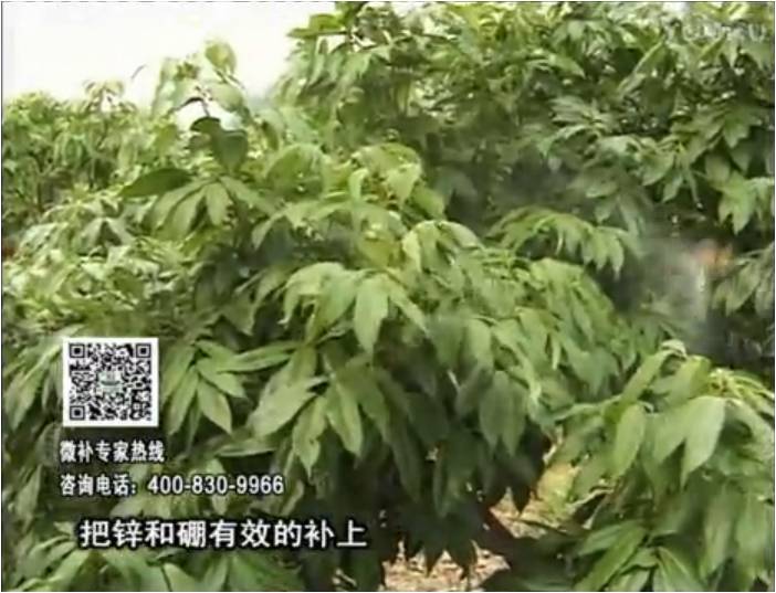 20170213珠江臺搖錢(qián)樹(shù)：荔枝噴施微補花力+硼力，補充鋅硼健壯來(lái)花