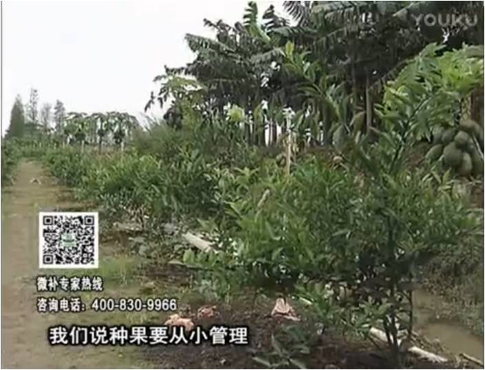 20170213珠江臺搖錢(qián)樹(shù)：柑橘小樹(shù)用微補方案，促根保樹(shù)好