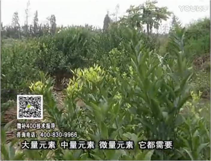 珠江臺搖錢(qián)樹(shù)：柑橘?lài)娛┪⒀a花力+硼力，補充鋅硼健壯來(lái)花，利坐果