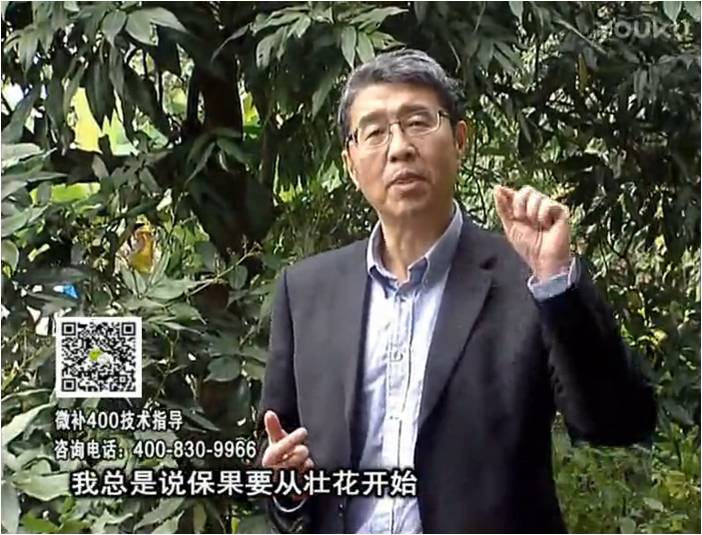 珠江臺搖錢(qián)樹(shù)：荔枝來(lái)花少更要做好壯花，提高坐果，葉噴微補花力+硼力，補鋅